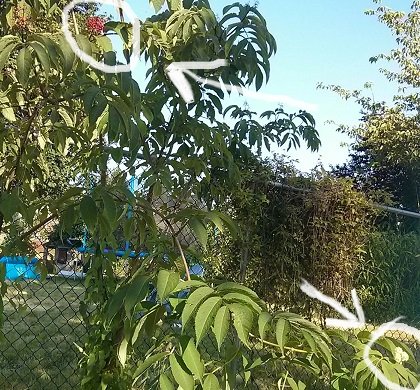red elder tree with both berries and flower