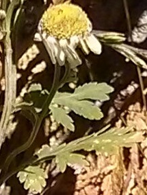 feverfew